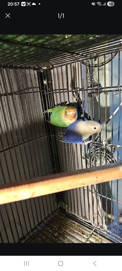 lovebird breeder pair and litino rump breeder pair for sale