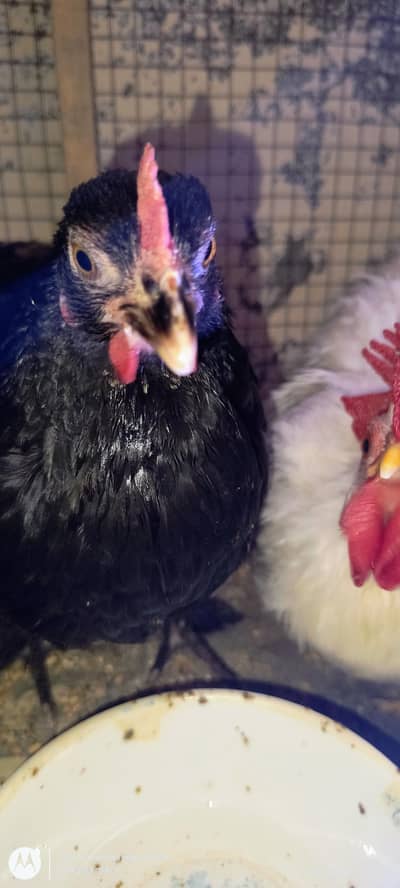 Batnam pair for sale balck hen and white rooster
