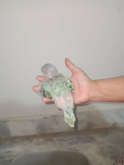 new stock available contact now