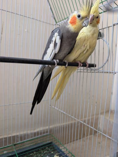 Breeder Pair
