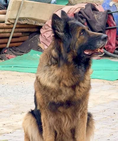 Female german long coat