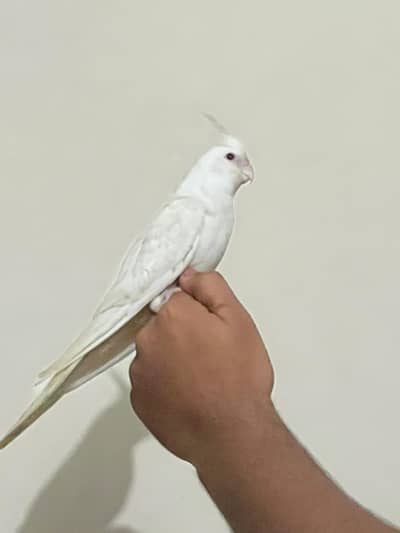 eno Hand Tame fully with zero bite