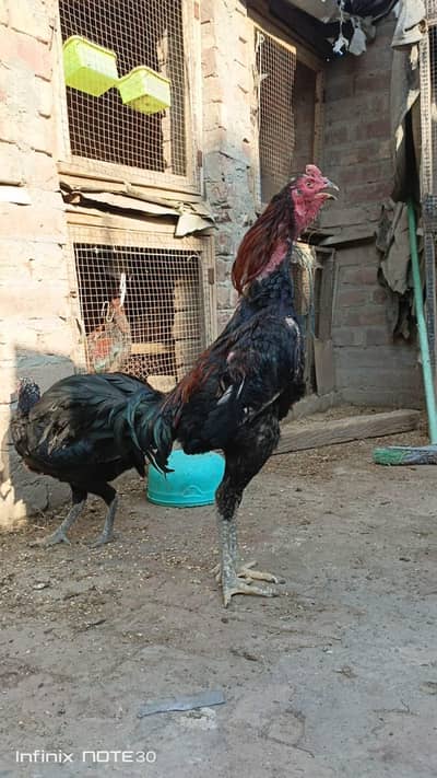 1 one pair male and female 2 chicks dono male ha important Thai aseel