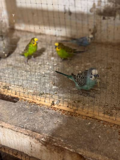 budgies for sale