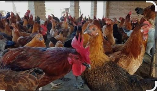 Golden misri egg laying hens available
