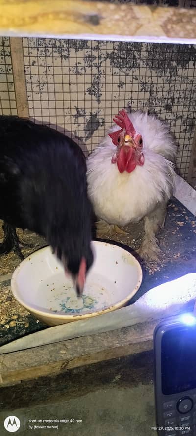 Bantam and frizzle bantam pairs for sale