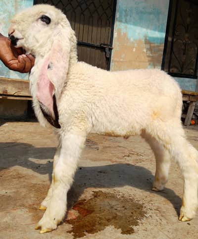 3 kajla chatra males