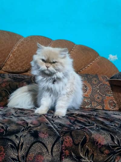 White plus gray color