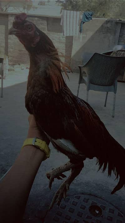 pillas Leela serial murga