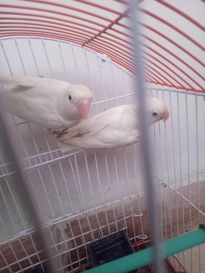 lovebirds