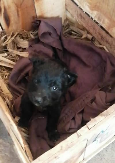 German shepherd male puppy