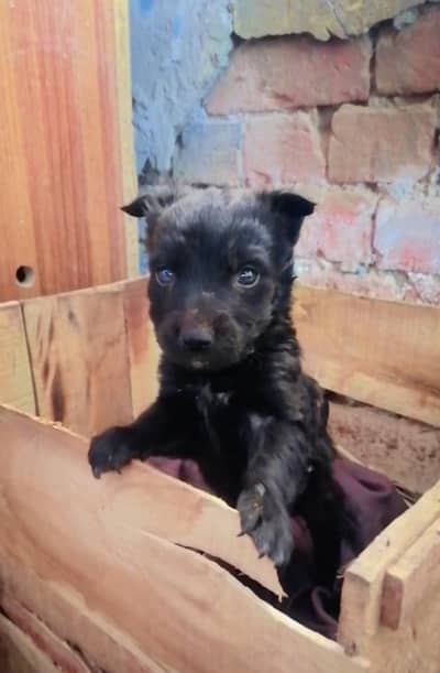 gsd male puppy urgent sale