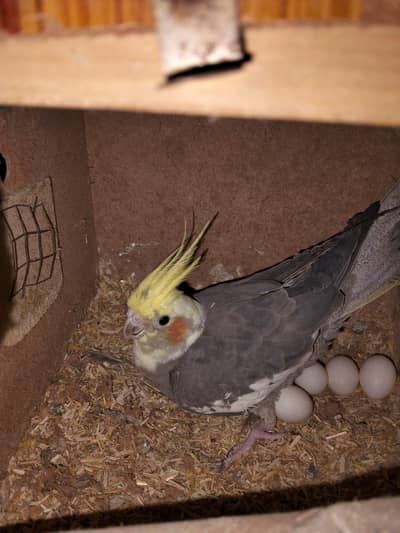 two breader Pair of coctail sale