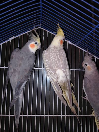 one breader Pair of coctail sale