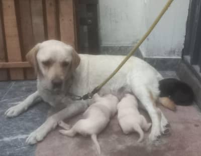 top quality British labrador puppies  for sale