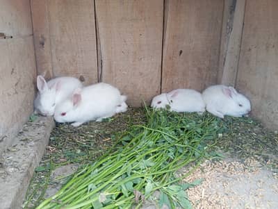 Rabbit Babies