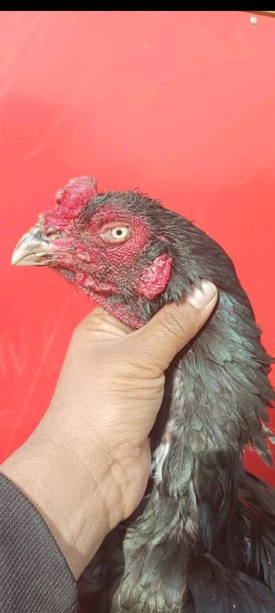 Rawalpindi Aseel Farm