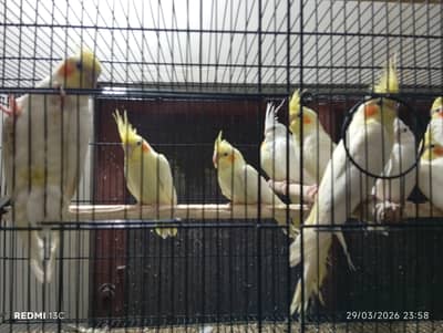 premium cream cockatails parrots for sale healthy active pair availabe