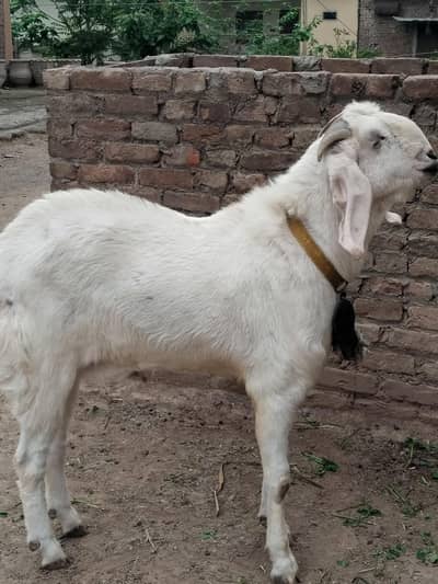 White Bakra for sale
