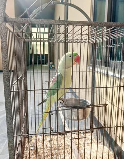 raw parrot for sale