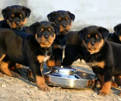 Siberian husky puppies 03305406115