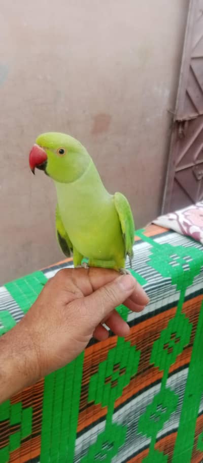 Ringneck#Rawparrot#Mitthu#Kashmiri#indian Ring neck#Alexander# chick