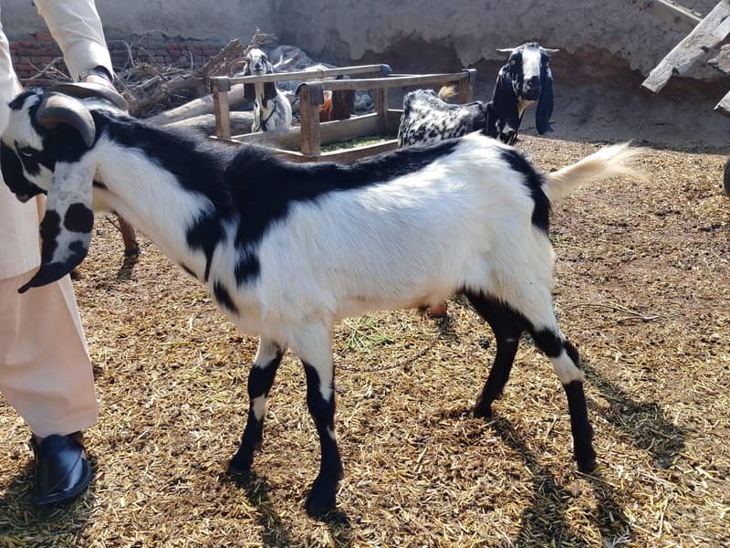 Bakra 1