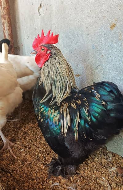 Fancy Breed | Bantam | Egg Laying|