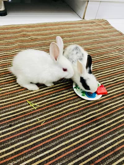 white and black white