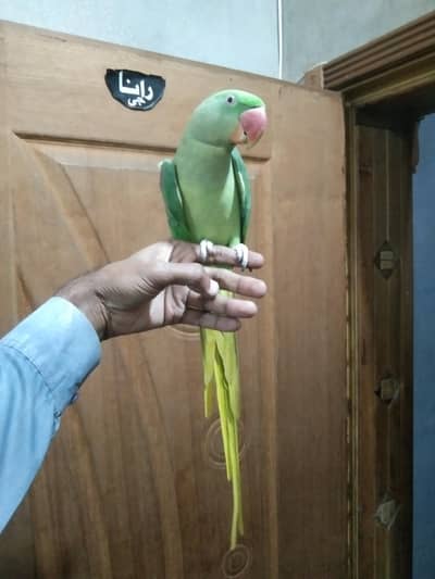 kashmiri raw female hand tame sitiye merti ha