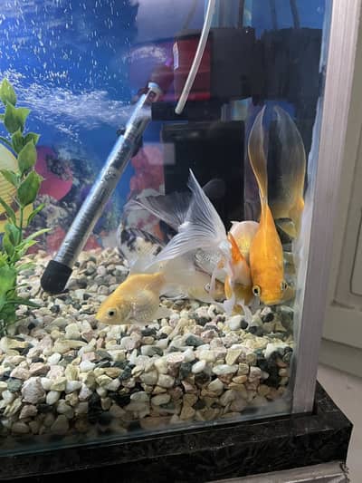 Equarium With Fishes