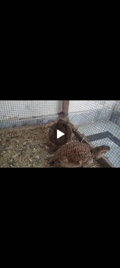 teeter pair for sale