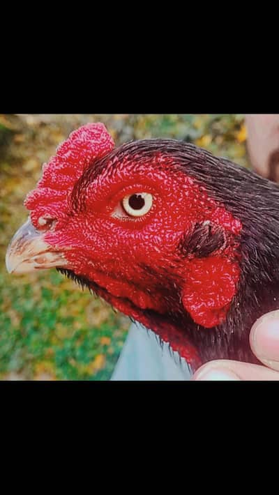 Lasani aseel  male for sale in islambad