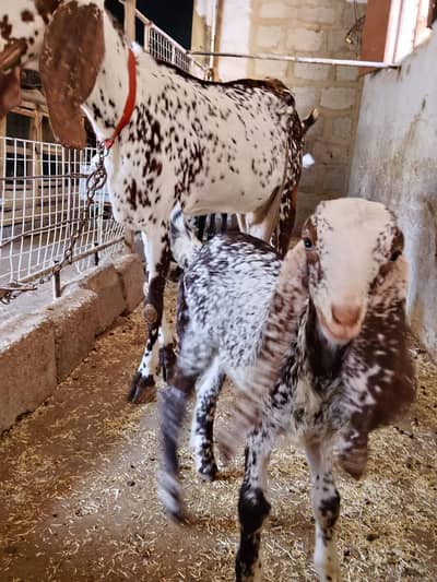 makha chini bakriyan or kamori bakra