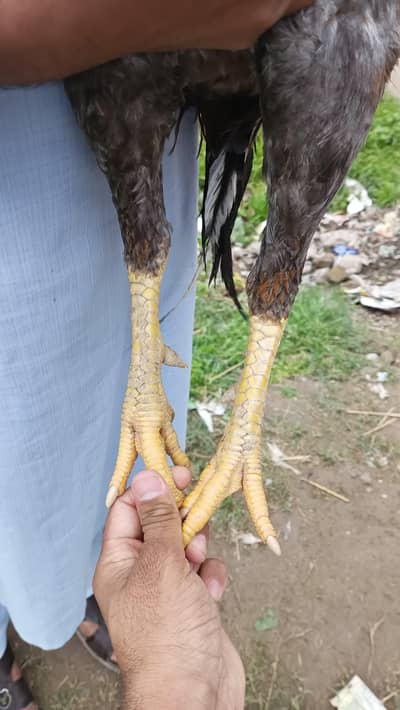 high quality peela for sale  abe  koreez mei he.  mob. 03179921769