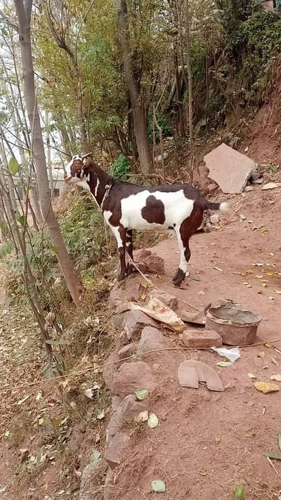 female breeder bakri