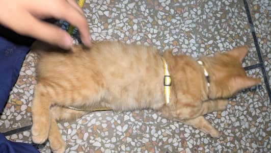 Persian male cat for sale