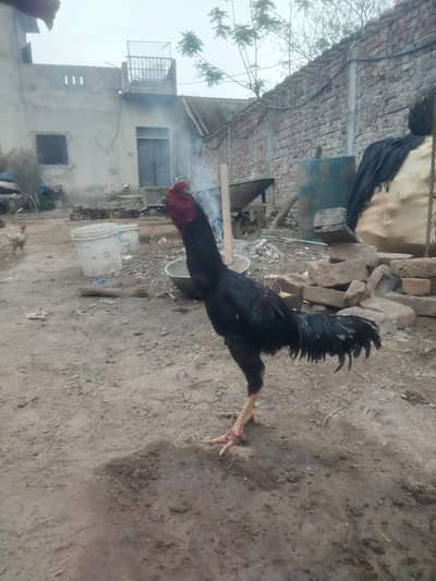 Pakoy Thai patha For Sale