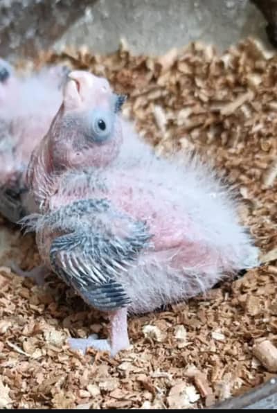 Cocktail Eno Split chicks