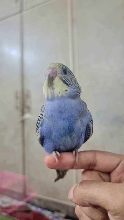 colorfull hand tamed budgie