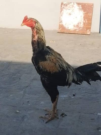 to male rooster for sale