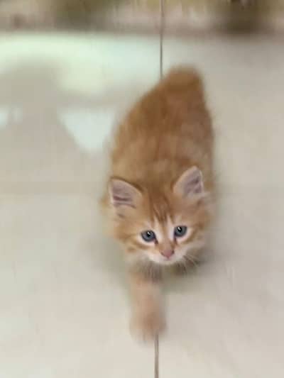 Adorable Ginger Kitten for Sale