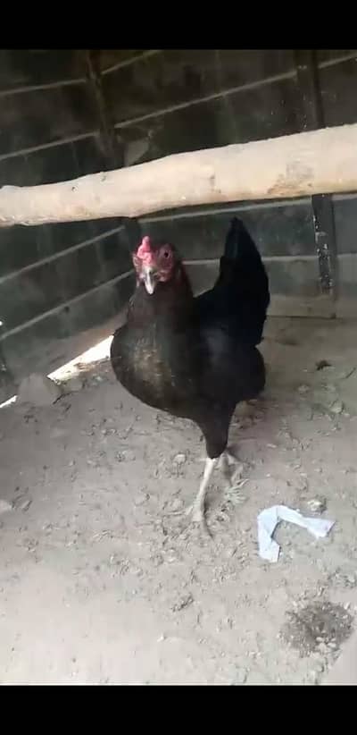 Black Kurak Murgi Available 3 din say kurak hy freah