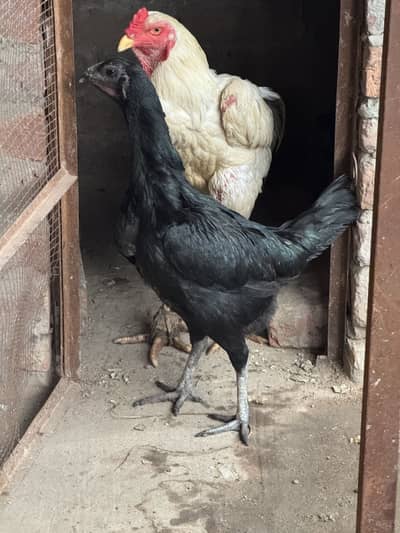 Dragon female top quality