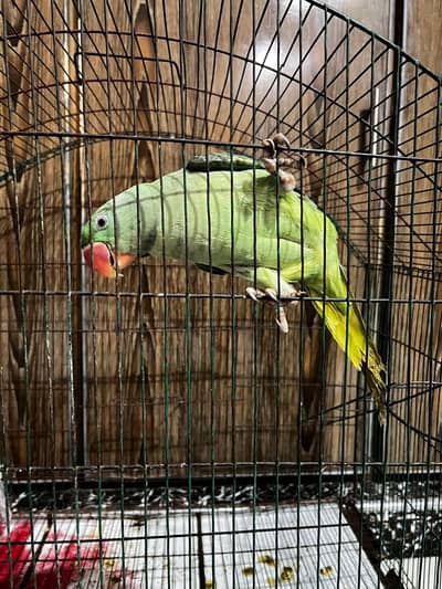 raw parrot for sale female