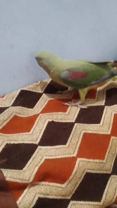 kashmiri raw female ringmack ka mail