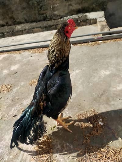 aseel sawa for sale