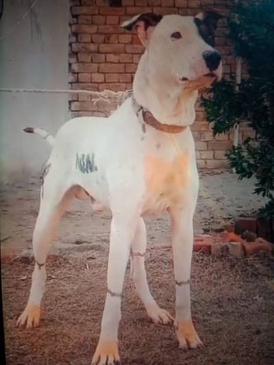 argnet sale Karna hai exchange be Karna ka Lea tayar ho German ka Sath