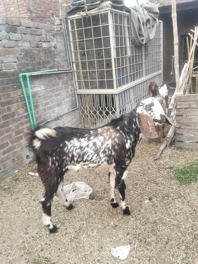 makhi cheena breeder 4dant Bakra for sale 1800per kg live weight final