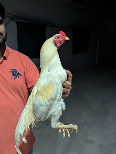 mianwali aseel murga achy nasl ka mazboot jor chorus nali